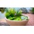 Patio Ponds & Container Water Gardens from Aquascape®