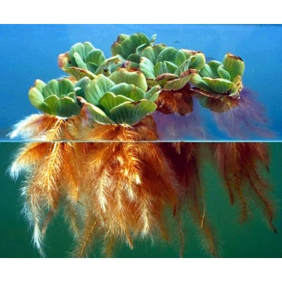 Floating Aquatic Plants & Oxygenators